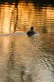 Reflections, Canada Stock Photos