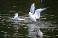 Seagull, Canada Stock Photos