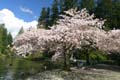 Burnaby Central Park, Canada Stock Photos