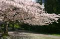 Burnaby Central Park, Canada Stock Photos