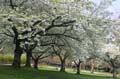 Spring Time, Stanley Park