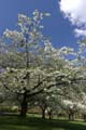 Spring Time, Stanley Park