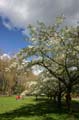 Spring Time, Stanley Park