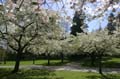 Spring Time, Stanley Park