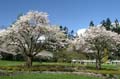 Spring Time, Stanley Park