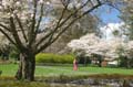 Spring Time, Stanley Park