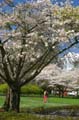 Spring Time, Stanley Park