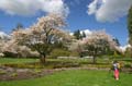 Blossoms, Stanley Park