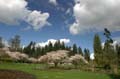 Blossoms, Stanley Park