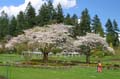 Blossoms, Stanley Park