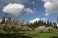 Blossoms, Stanley Park