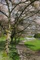 Blossoms, Stanley Park