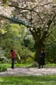 Blossoms, Stanley Park