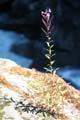 Wild Flowers, Canada Stock Photographs