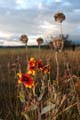 Fall Flowers, Vancouver Nature