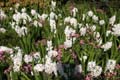 Flowers, Canada Stock Photographs