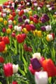 Tulips, Canada Stock Photographs