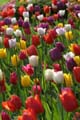 Tulips, Canada Stock Photographs