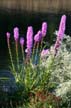 Flowers, Vancouver Gardens