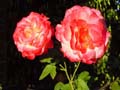 Red Roses, Canada Stock Photographs