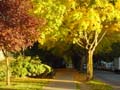 Autumn Leaves, Vancouver Nature