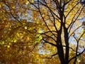 Autumn Leaves, Vancouver Nature