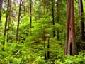 Forest, Canada Stock Photographs