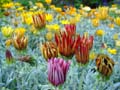 Flowers, Canada Stock Photographs