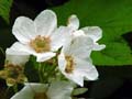 Flowers, Canada Stock Photographs