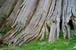 Hollow Tree Stanley Park, Canada Stock Photographs