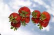 Strawberries, Canada Stock Photos