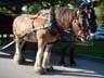 Horse-Drawn Tours, Stanley Park