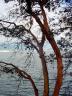 Winter Trees, Canada Stock Photographs