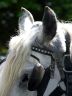 Horse-Drawn Tours, Canada Stock Photos