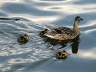 Ducks Family, Canada Stock Photos