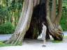 Big Hollow Tree, Stanley Park 1891