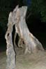 Dead Tree, Canada Stock Photographs