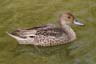 Lost Lagoon Ducks, Canada Stock Photographs