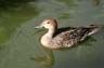 Ducks, Wildlife