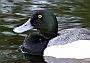 Male Duck, Canada Stock Photographs